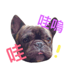 tattoo pig/ bulldog（個別スタンプ：1）