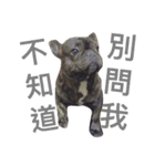 tattoo pig/ bulldog（個別スタンプ：2）