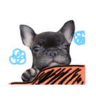 tattoo pig/ bulldog（個別スタンプ：3）
