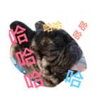 tattoo pig/ bulldog（個別スタンプ：4）