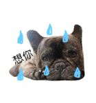 tattoo pig/ bulldog（個別スタンプ：6）