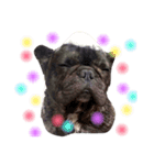 tattoo pig/ bulldog（個別スタンプ：7）