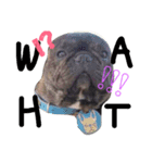 tattoo pig/ bulldog（個別スタンプ：8）