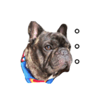 tattoo pig/ bulldog（個別スタンプ：9）
