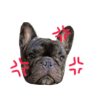 tattoo pig/ bulldog（個別スタンプ：10）