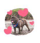 tattoo pig/ bulldog（個別スタンプ：11）