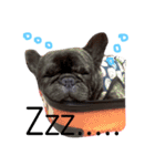 tattoo pig/ bulldog（個別スタンプ：12）