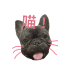 tattoo pig/ bulldog（個別スタンプ：13）