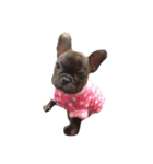 tattoo pig/ bulldog（個別スタンプ：14）