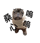 tattoo pig/ bulldog（個別スタンプ：15）
