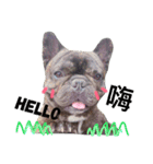 tattoo pig/ bulldog（個別スタンプ：16）