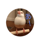 文鳥のももちゃんと友達のポロンちゃん（個別スタンプ：1）