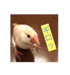 文鳥のももちゃんと友達のポロンちゃん（個別スタンプ：2）