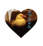 文鳥のももちゃんと友達のポロンちゃん（個別スタンプ：3）