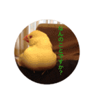 文鳥のももちゃんと友達のポロンちゃん（個別スタンプ：4）
