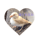 文鳥のももちゃんと友達のポロンちゃん（個別スタンプ：5）