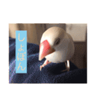 文鳥のももちゃんと友達のポロンちゃん（個別スタンプ：6）