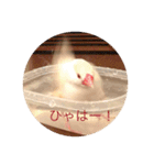 文鳥のももちゃんと友達のポロンちゃん（個別スタンプ：7）