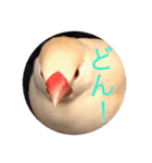 文鳥のももちゃんと友達のポロンちゃん（個別スタンプ：9）