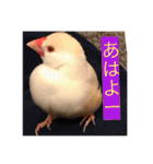 文鳥のももちゃんと友達のポロンちゃん（個別スタンプ：10）
