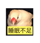 文鳥のももちゃんと友達のポロンちゃん（個別スタンプ：12）