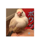 文鳥のももちゃんと友達のポロンちゃん（個別スタンプ：13）
