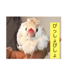 文鳥のももちゃんと友達のポロンちゃん（個別スタンプ：14）