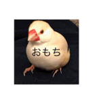 文鳥のももちゃんと友達のポロンちゃん（個別スタンプ：15）
