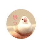 文鳥のももちゃんと友達のポロンちゃん（個別スタンプ：16）