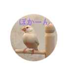文鳥のももちゃんと友達のポロンちゃん（個別スタンプ：17）