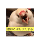 文鳥のももちゃんと友達のポロンちゃん（個別スタンプ：18）