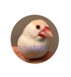 文鳥のももちゃんと友達のポロンちゃん（個別スタンプ：19）