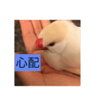 文鳥のももちゃんと友達のポロンちゃん（個別スタンプ：20）