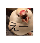 文鳥のももちゃんと友達のポロンちゃん（個別スタンプ：21）