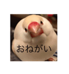 文鳥のももちゃんと友達のポロンちゃん（個別スタンプ：22）