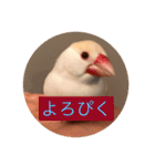 文鳥のももちゃんと友達のポロンちゃん（個別スタンプ：23）