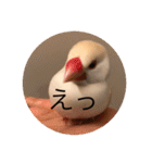 文鳥のももちゃんと友達のポロンちゃん（個別スタンプ：25）