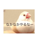 文鳥のももちゃんと友達のポロンちゃん（個別スタンプ：26）