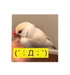 文鳥のももちゃんと友達のポロンちゃん（個別スタンプ：27）