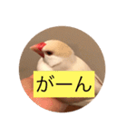 文鳥のももちゃんと友達のポロンちゃん（個別スタンプ：29）
