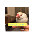 文鳥のももちゃんと友達のポロンちゃん（個別スタンプ：30）