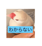 文鳥のももちゃんと友達のポロンちゃん（個別スタンプ：33）