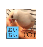 文鳥のももちゃんと友達のポロンちゃん（個別スタンプ：34）