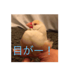 文鳥のももちゃんと友達のポロンちゃん（個別スタンプ：35）