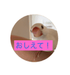 文鳥のももちゃんと友達のポロンちゃん（個別スタンプ：36）