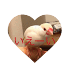 文鳥のももちゃんと友達のポロンちゃん（個別スタンプ：37）