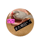 文鳥のももちゃんと友達のポロンちゃん（個別スタンプ：38）