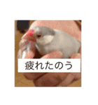 文鳥のももちゃんと友達のポロンちゃん（個別スタンプ：39）