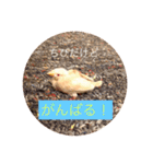 文鳥のももちゃんと友達のポロンちゃん（個別スタンプ：40）