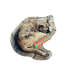 som-sri (Cat)（個別スタンプ：4）